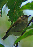 Uganda Woodland Warbler