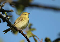 Willow Warbler