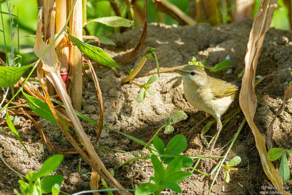 Willow Warbler