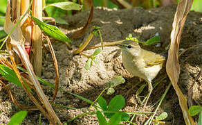 Willow Warbler