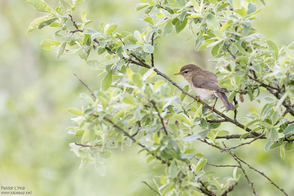 Willow Warbler