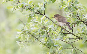 Willow Warbler