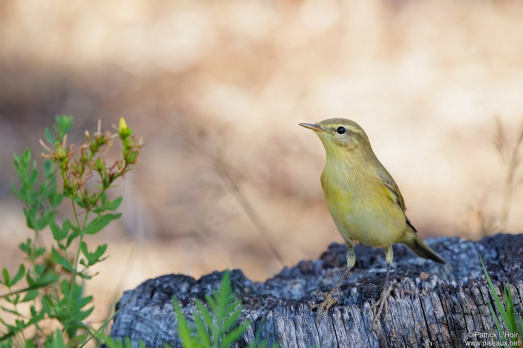 Willow Warbler