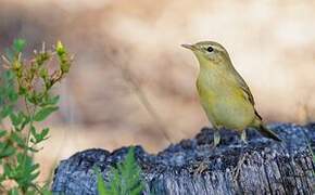 Willow Warbler