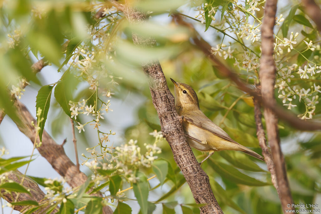 Iberian Chiffchaff