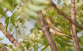 Iberian Chiffchaff