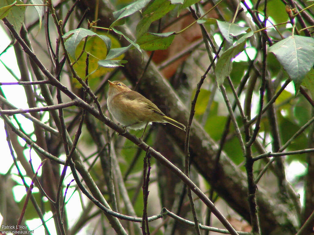 Brown Woodland Warbleradult