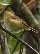 Brown Woodland Warbler