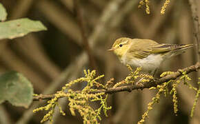 Wood Warbler