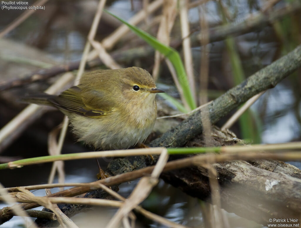 Common Chiffchaff