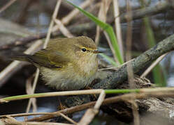 Common Chiffchaff