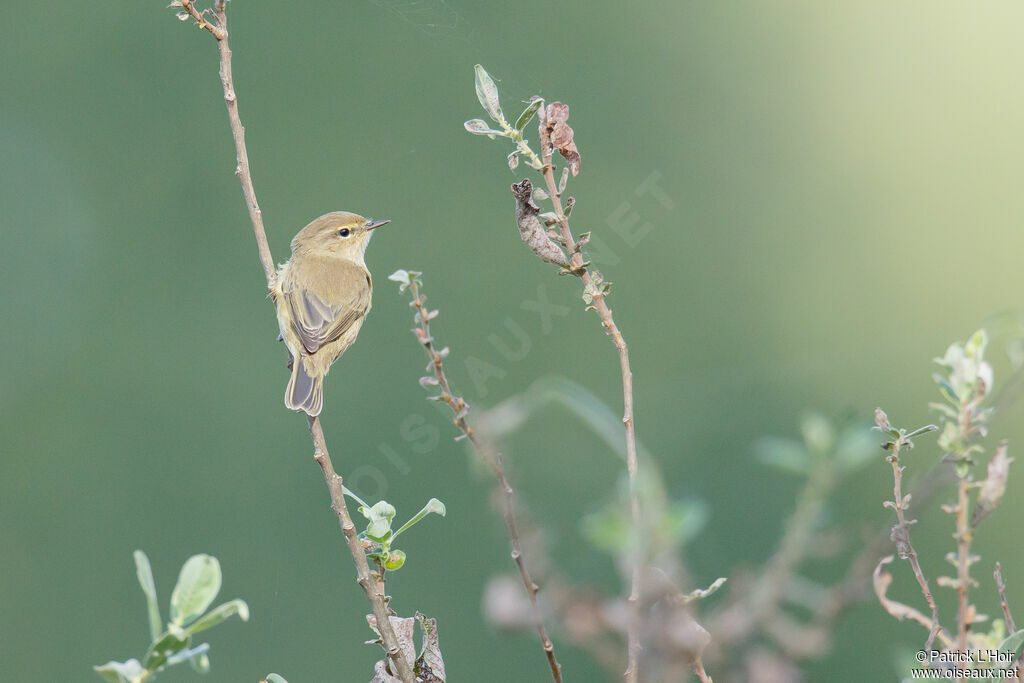 Common Chiffchaff