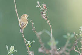 Common Chiffchaff