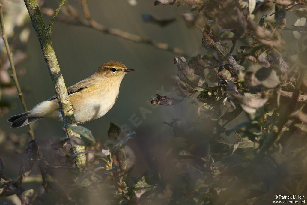 Common Chiffchaff