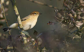 Common Chiffchaff