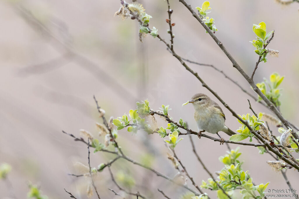 Common Chiffchaff