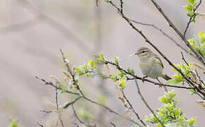 Common Chiffchaff