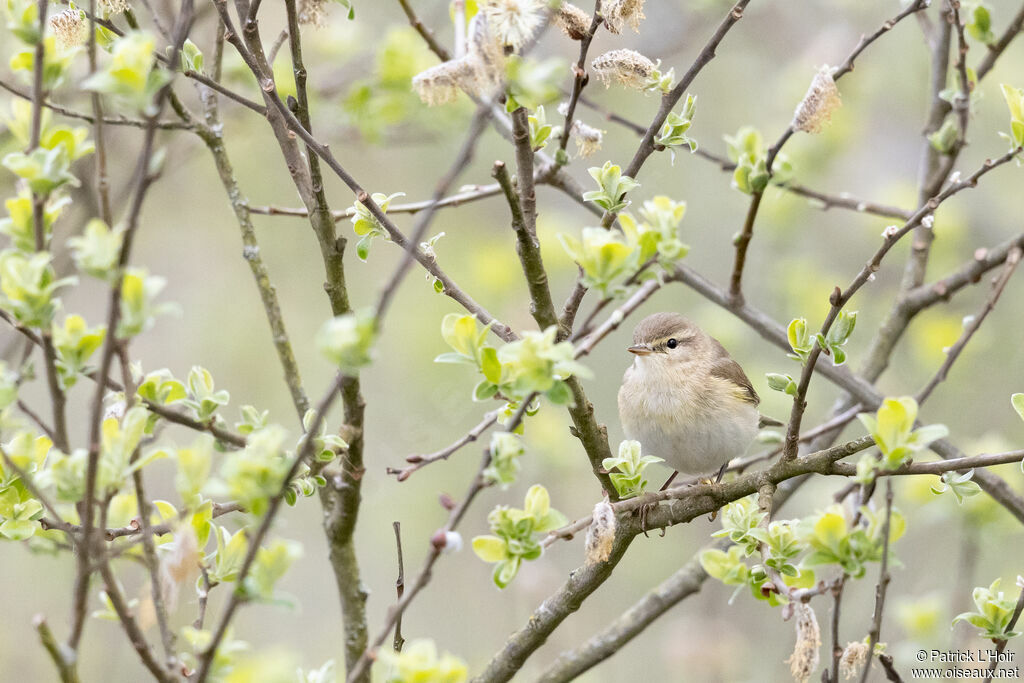 Common Chiffchaff