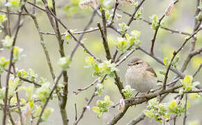 Common Chiffchaff