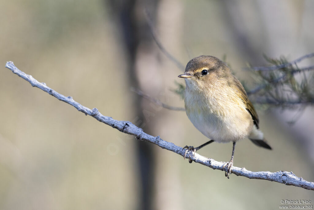 Common Chiffchaff