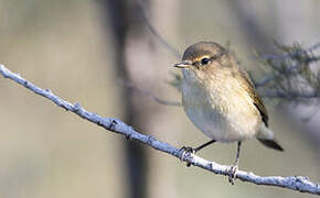 Common Chiffchaff