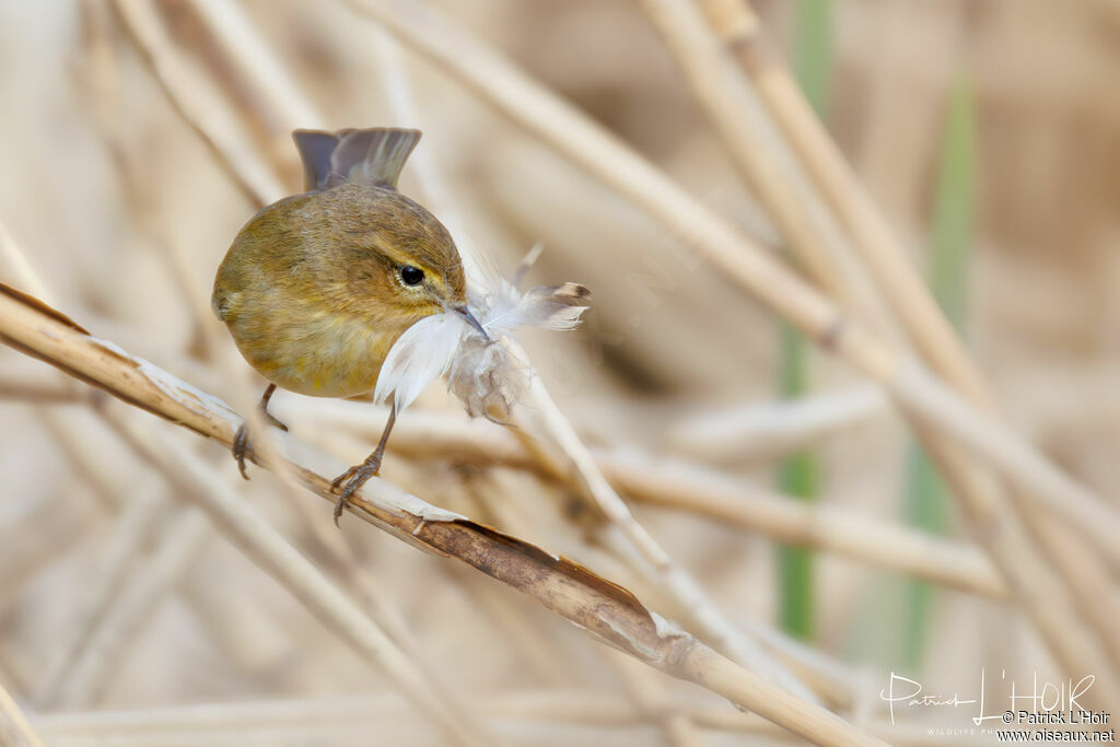 Common Chiffchaffadult, Reproduction-nesting