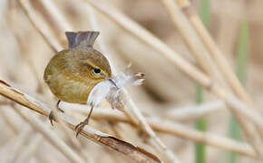 Common Chiffchaff