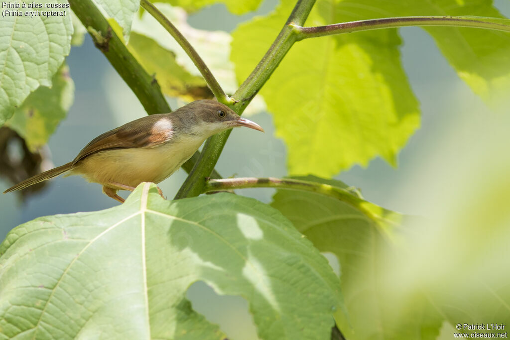 Prinia à ailes rousses