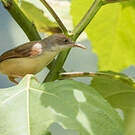 Prinia à ailes rousses