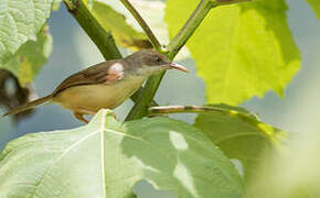 Prinia à ailes rousses