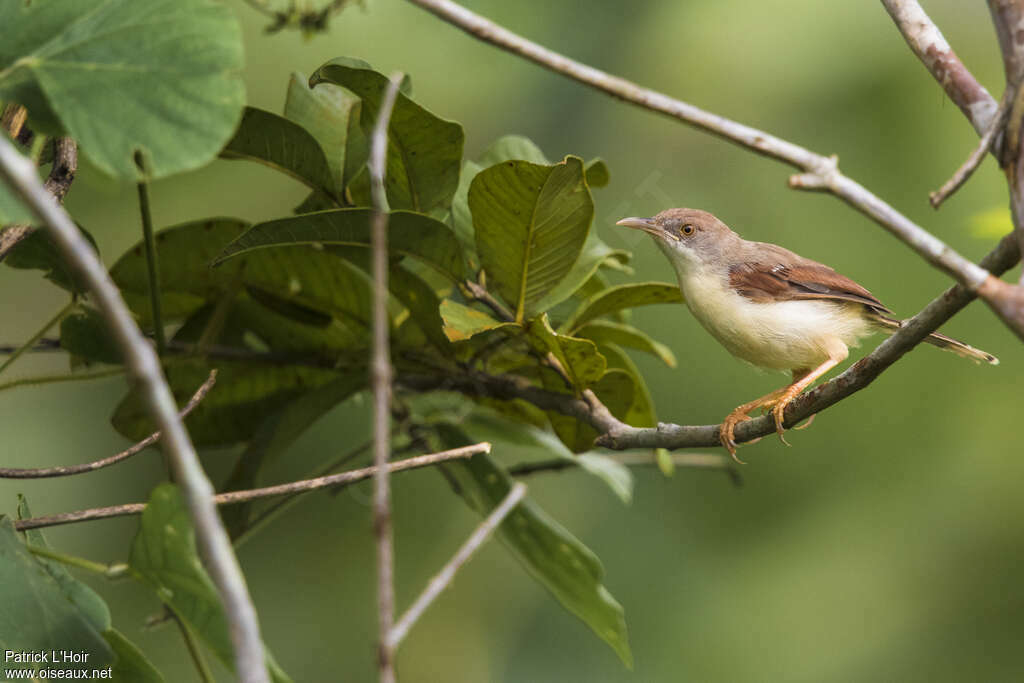 Red-winged Priniaadult, identification