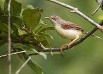 Prinia à ailes rousses