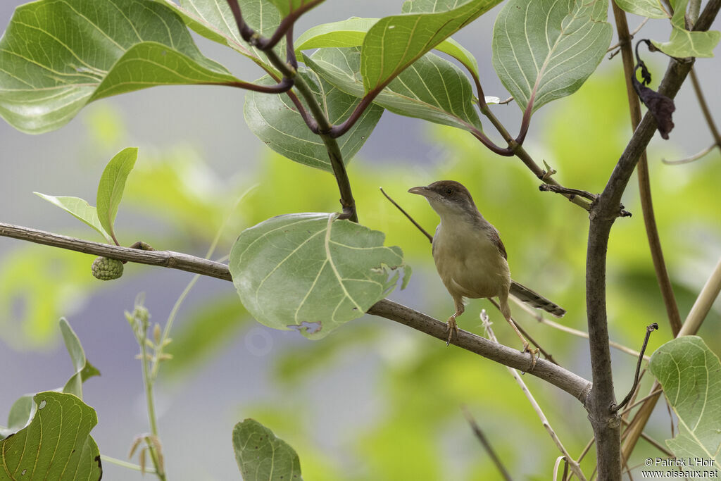 Prinia à ailes rousses