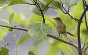 Prinia à ailes rousses