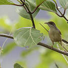 Prinia à ailes rousses