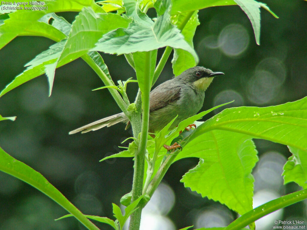 Prinia à gorge blancheadulte, identification