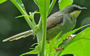 White-chinned Prinia