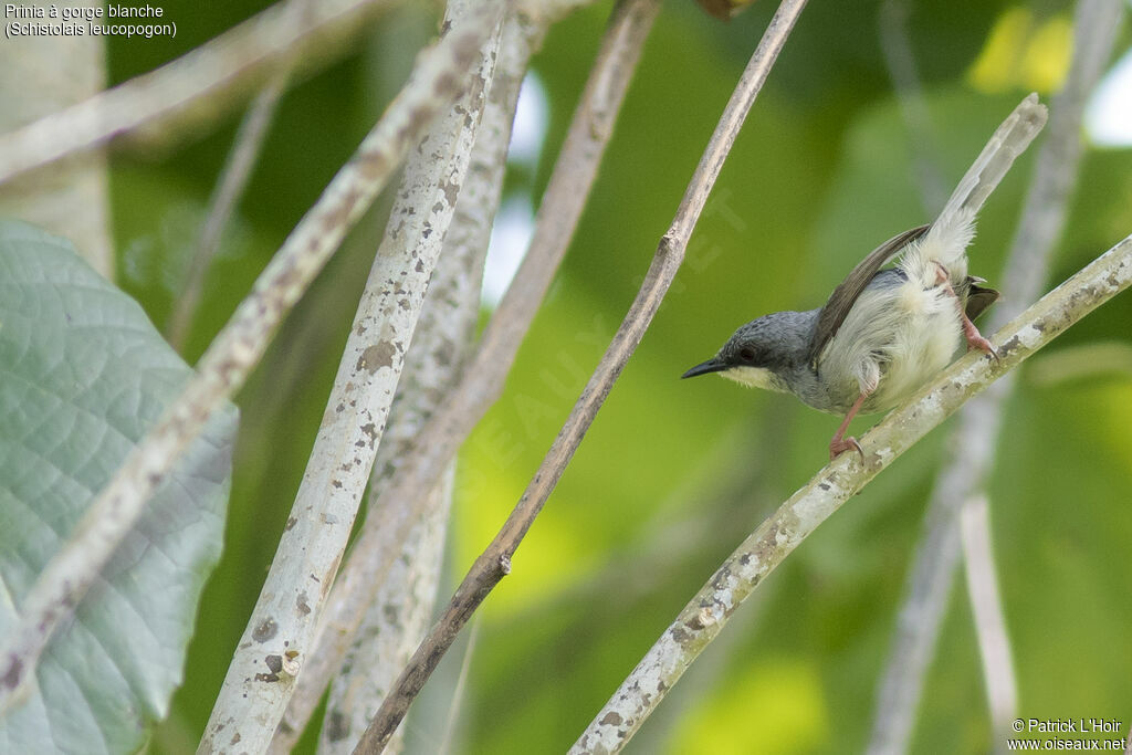 Prinia à gorge blanche