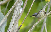 Prinia à gorge blanche