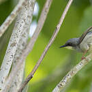 Prinia à gorge blanche
