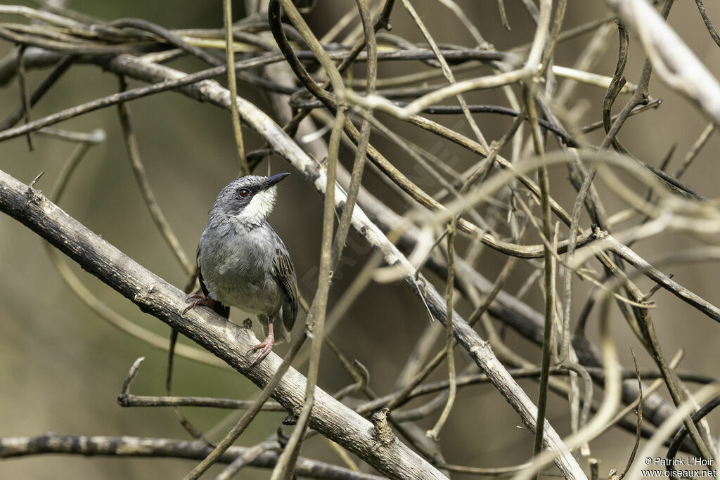 White-chinned Prinia