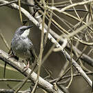 Prinia à gorge blanche