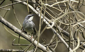 White-chinned Prinia