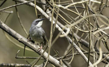 Prinia à gorge blanche