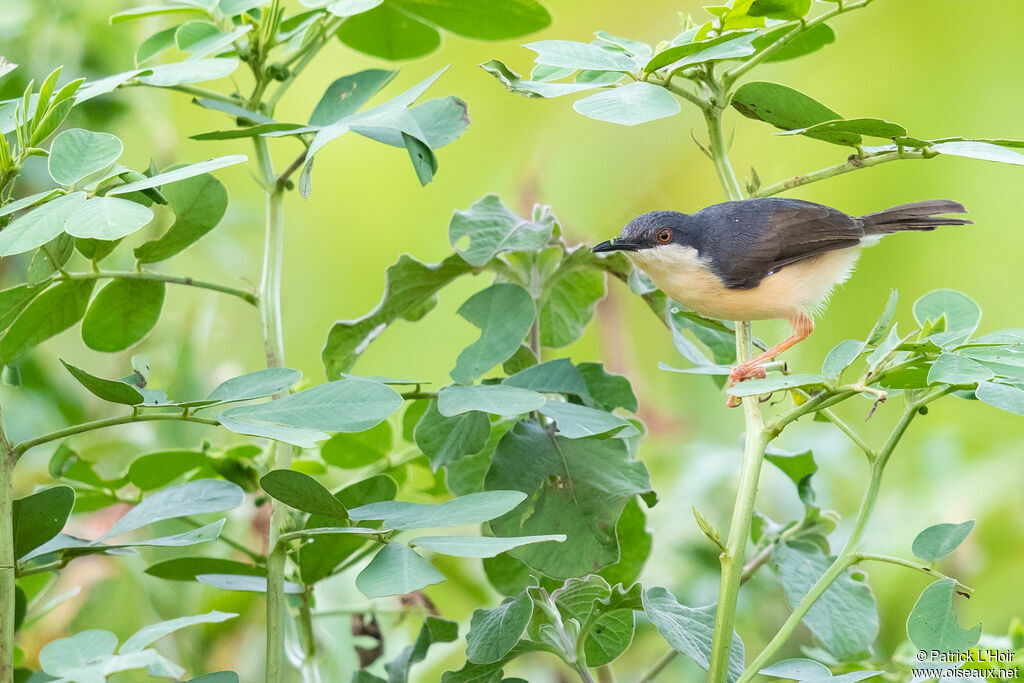 Ashy Prinia male adult