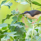 Prinia cendrée
