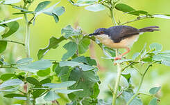 Prinia cendrée