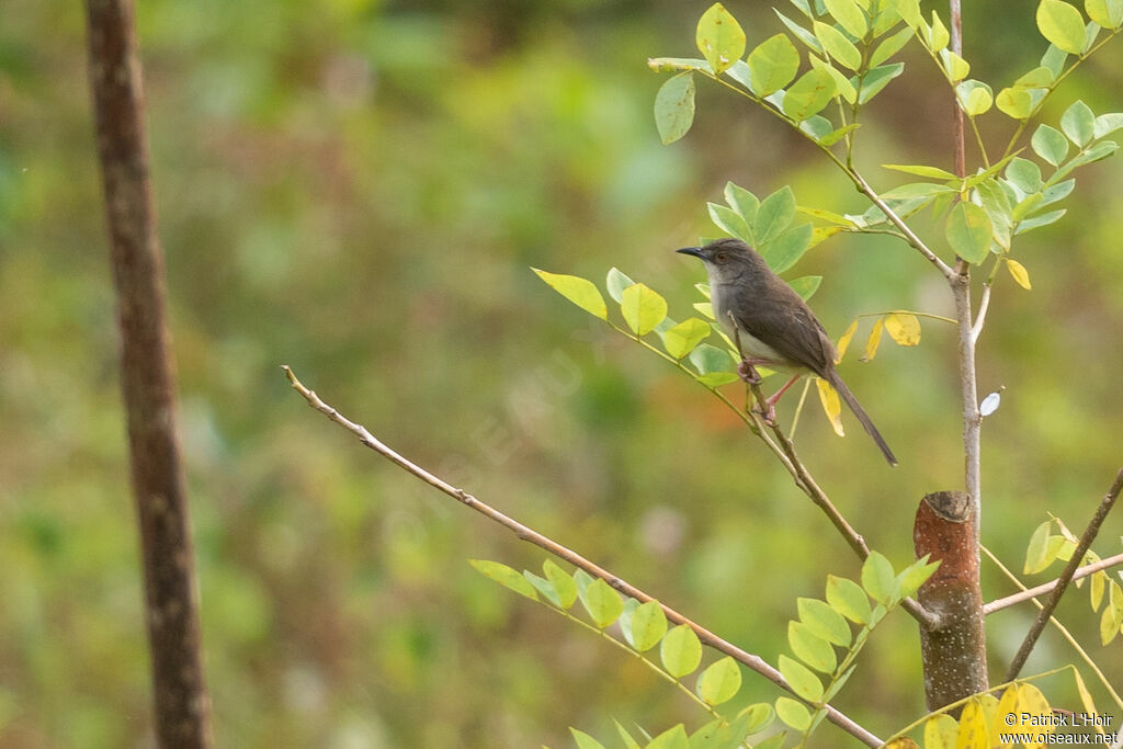 Prinia forestière mâle adulte