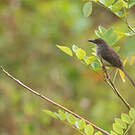 Prinia forestière