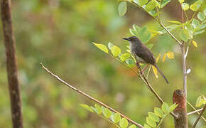 Jungle Prinia